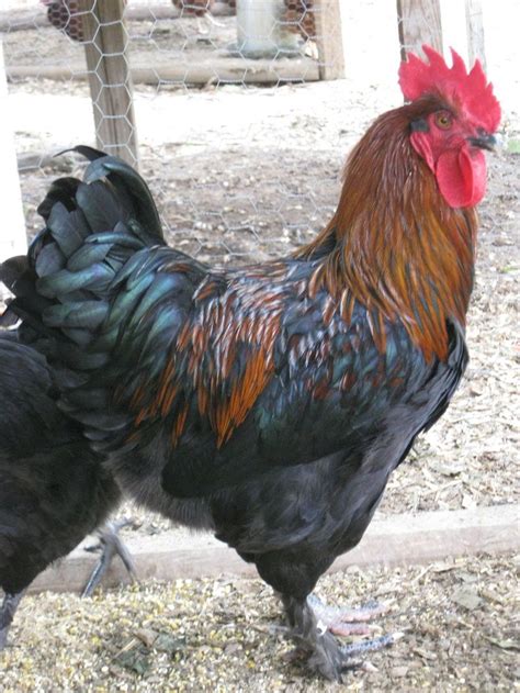 Baby black copper maran rooster. French Black Copper Marans | ROOSTERS | Pinterest ...