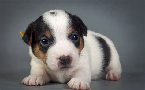 Puppy Wallpaper Hd 60 Images