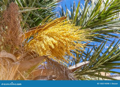 Blooming Palm Tree With Yellow Flowers Stock Photo Image Of Branch