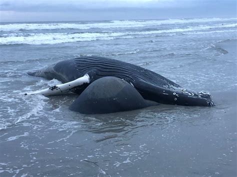 Sixth Dead Whale Washes Up At The Jersey Shore As Environmentalists