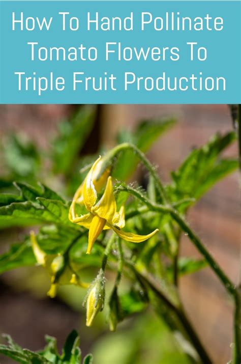 how to hand pollinate tomato flowers to triple fruit production pollination growing tomatoes