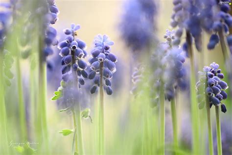 flowers muscari blue for phone wallpapers 2560x1707