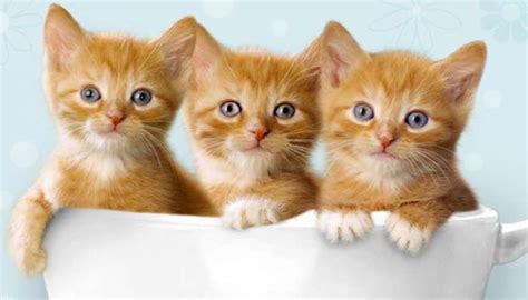 Son tan queridas estas mascotas que sin embargo, el 8 de agosto es una de las fechas más importantes. Hoy 8 de agosto se celebra el día internacional del gato ...