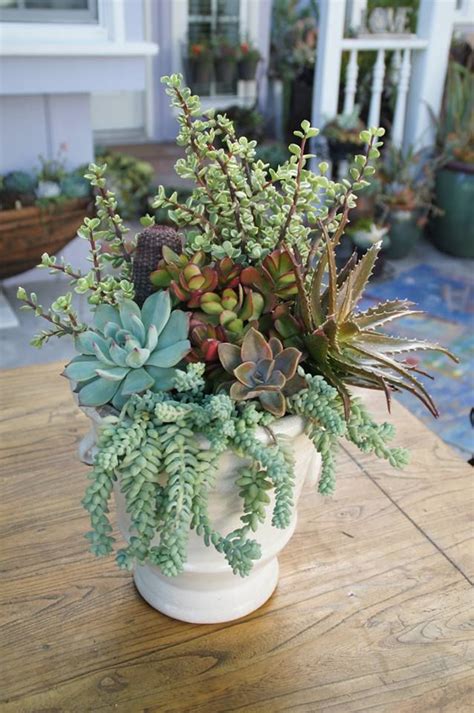 From Simply Succulent Container Gardening Pinterest