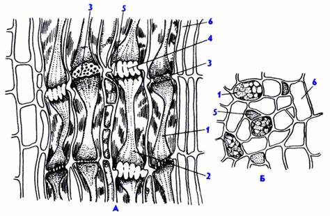 Рис. 47(бот-ка). Ситовидные элементы на срезах флоэмы тыквы Картинка - Рис. 47(бот-ка). Ситовидные элементы на срезах флоэмы тыквы