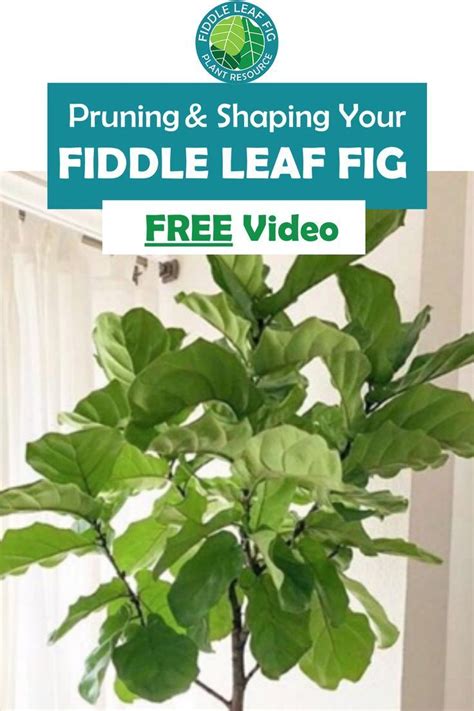 Pruning And Shaping Your Fiddle Leaf Fig Plant Fiddle Leaf Fig Fig