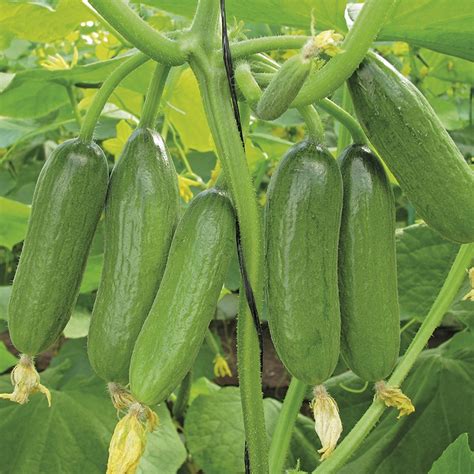 Cucumbers are high in vitamins and mineral acids, and they contain very few calories. Cucumber Baby Rocky (Grafted) Veg Plants From Mr ...