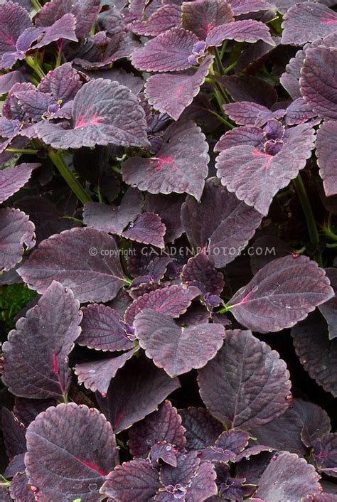 Dark Purple Leaf Plants Solenostemon Coleus Black Prince With