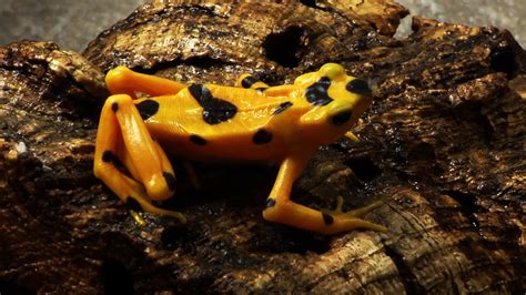 Success Panamas Golden Frog Bred In Captivity Smithsonian Insider