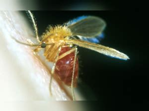 Cdc Unveiling A Hidden Health Threat Sand Flies In The US Transmitting Leishmaniasis The