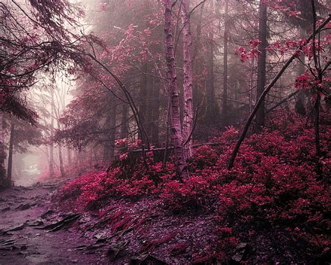 2k Free Download Pink Nature Forest Jungle Leaves Purple Trees