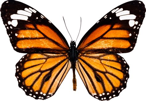 Download Transparent Graphic Transparent Download Monarch Butterfly
