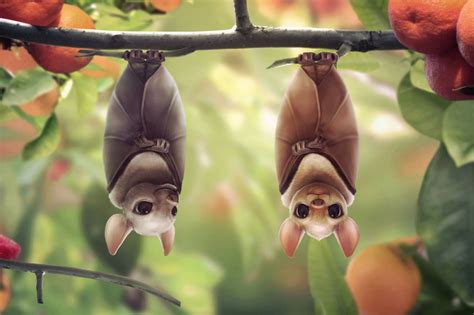 Fruit Bats Picture 2d Cartoon Bats Fruit Cartoon Cute Bat Animals