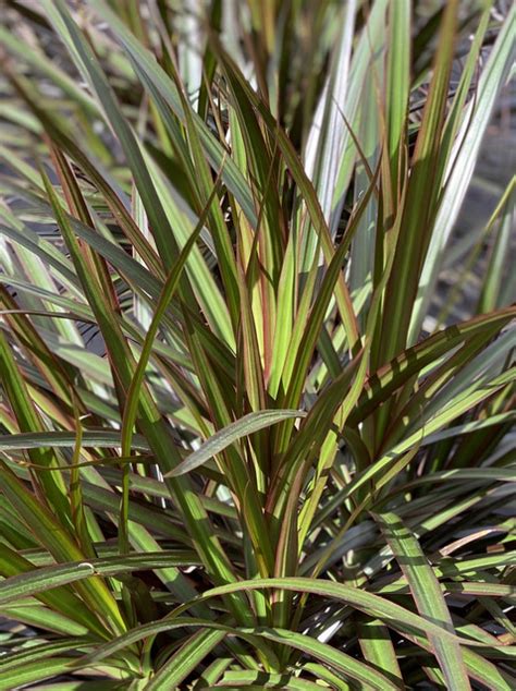 Dracaena Marginata Magenta Farm Life Tropical Foliage