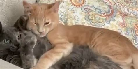 Feral Kitten Siblings Love To Fall Asleep In Each Others Arms Videos
