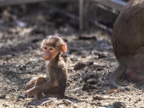 Darling Downs Zoo Welcomes Baby Baboon To Their Troop The Courier Mail