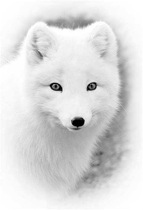 Portrait Of Arctic Fox Photograph By Athena Mckinzie Fine Art America
