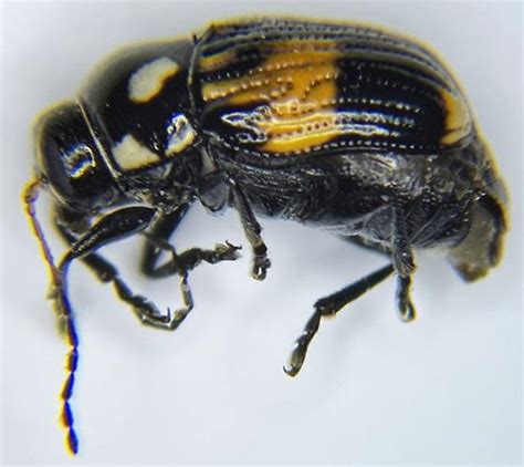 Chrysomelidae Bassareus Mammifer Case Bearing Leaf Beetle