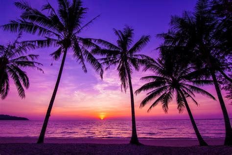 Bay Beach Sunset Palm Trees Wallpapers Hd Desktop Hot Sex Picture