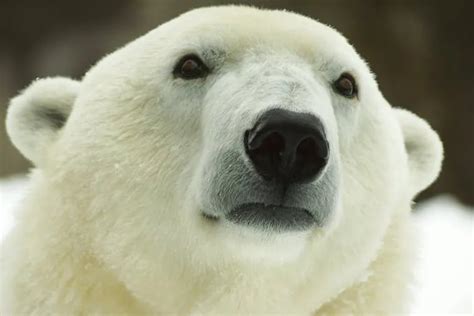 Philadelphia Zoos Klondike The Polar Bear Dies