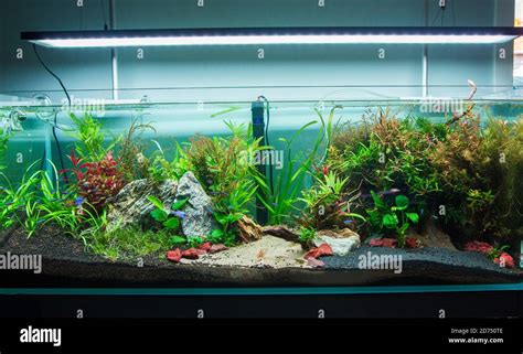 Beautiful Fresh Water Aquarium Aqua Scaping Stock Photo Alamy