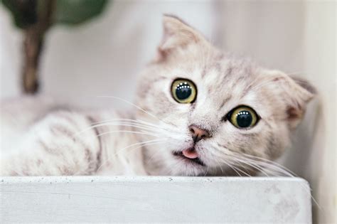 20 Cutest Cat Breeds Youll Want To Cuddle I Discerning Cat