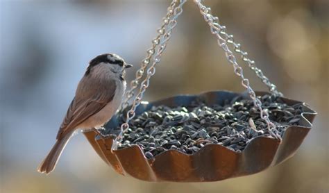 10 Best Bird Feeding Tips Agway Wild Birding Center West Chester Pa