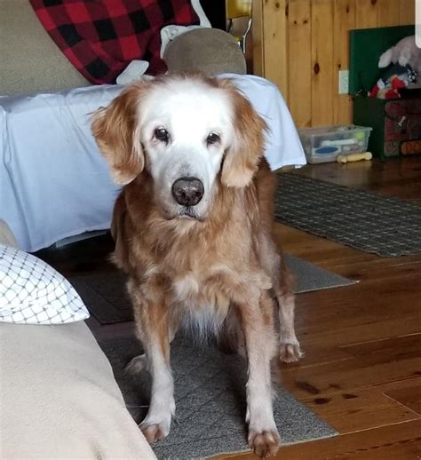 Dog Celebrates 20th Birthday And Becomes Worlds Oldest Golden Retriever
