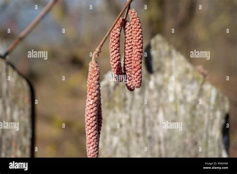 Dry Catkins Of Reddish Color Hanging On The Twig Of Birch Or Alder Tree