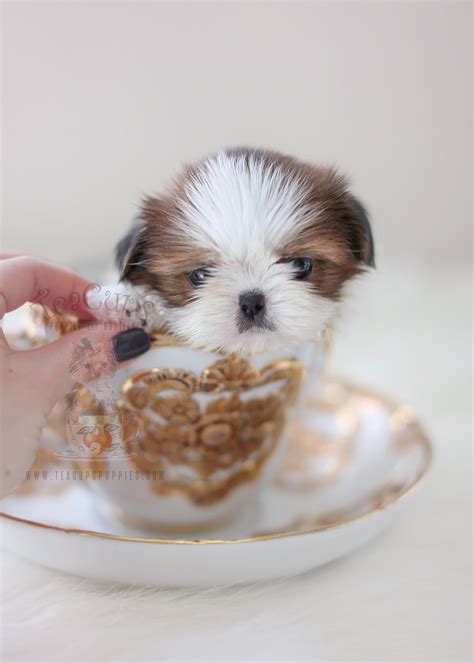Chocolate Shih Tzu Puppies South Florida Teacup Puppies And Boutique