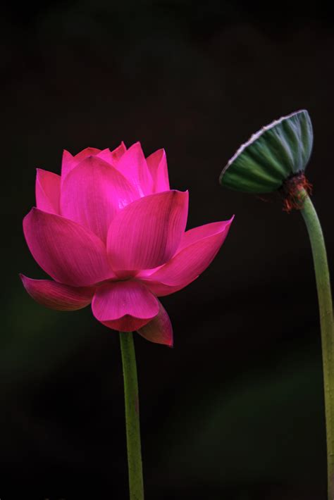 Pretty Lotus Flowers Best Flower Site