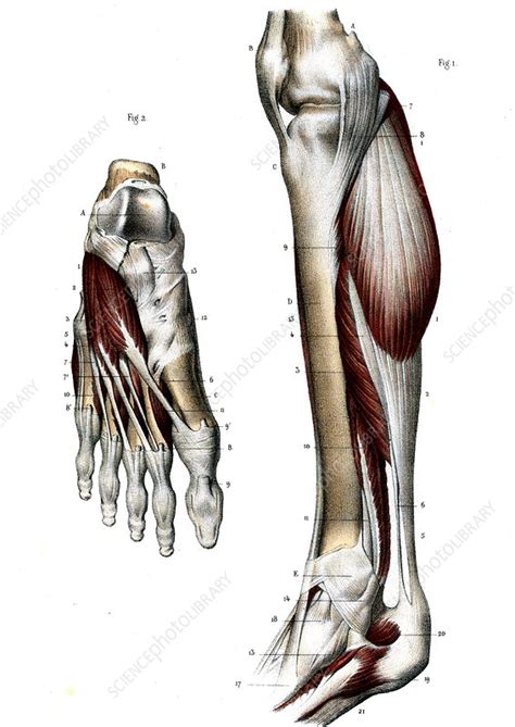There are 2 neurovascular planes between the muscle layers of the sole • abductor digiti minimi (lies along the lateral border of the foot). Leg and foot muscles, 19th C illustration - Stock Image - C029/3404 - Science Photo Library
