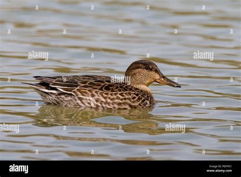 Vrouwtje Wintertaling Zwemmend Swimming Female Common Teal Anas