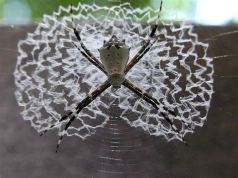 Beautiful Spider Web Pictures 16 Pics Amazing Creatures