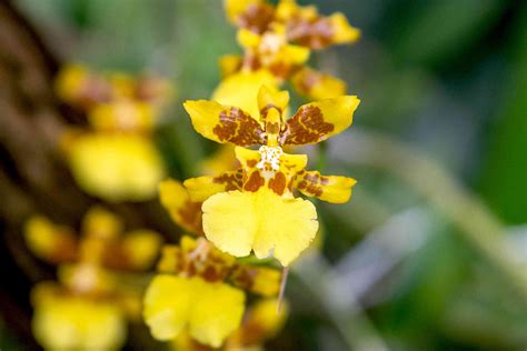 How To Grow Psychopsis Butterfly Orchids