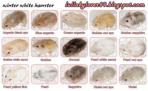 1000 Images About Hamster Care 101 On Pinterest Hamster Treats