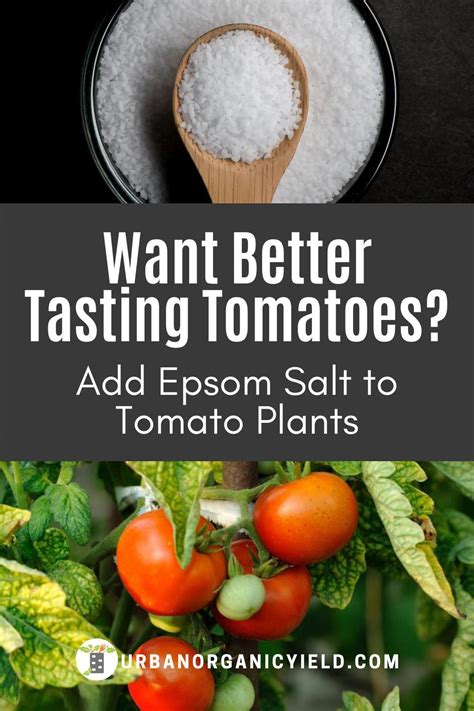 Instructions On Using Epsom Salt As Fertilizer For Tomato Plants