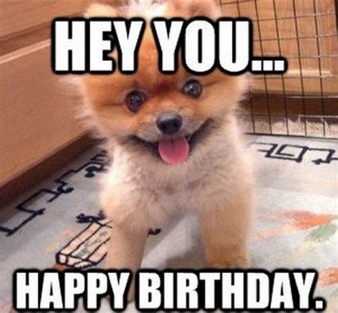 Dog Memes Happy Birthday Funny Memes