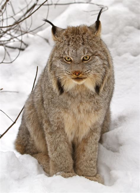 Canada Lynx Wikipedia