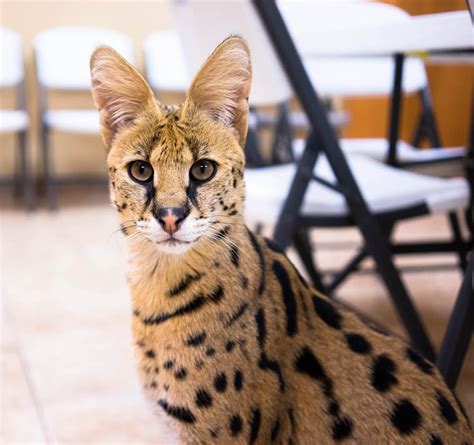 Cheetah Like African Cat Found Running Loose In Reading Pennsylvania