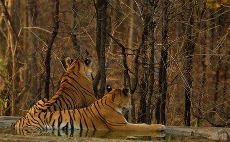Vanishing Stripes Save The Bengal Tiger Globalgiving