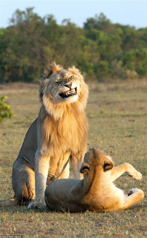 Lion Spotted Grinning When Mating With Its Lioness In The Maasai Mara