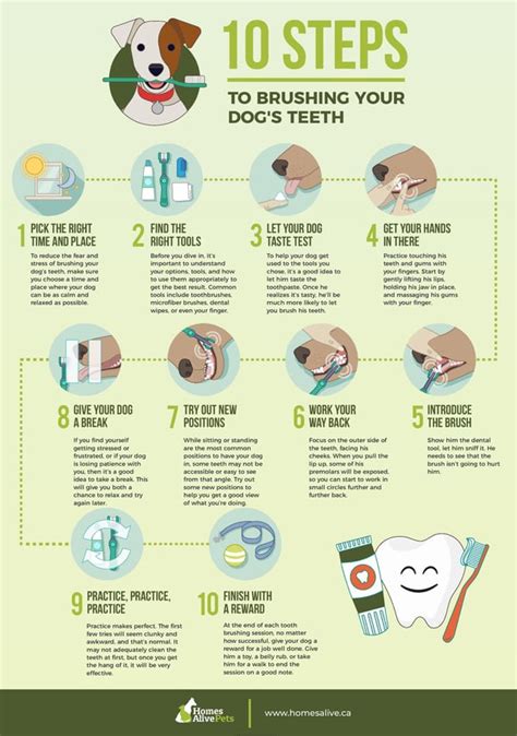 Caring For Your Dogs Teeth A Complete Dog Dental Care Guide