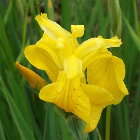 Yellow Flag Iris Iris Pseudacorus Native Marginal Plants Wetland Plants