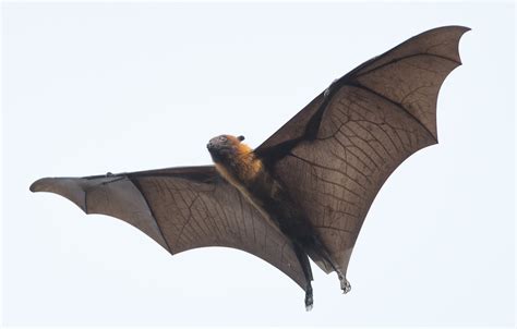 What Is The Largest Bat In The World Proactive Pest Control