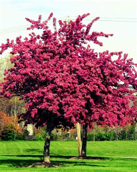 Red Crabapple — Crabapple Tree Nature Landscape Flowers Beautiful