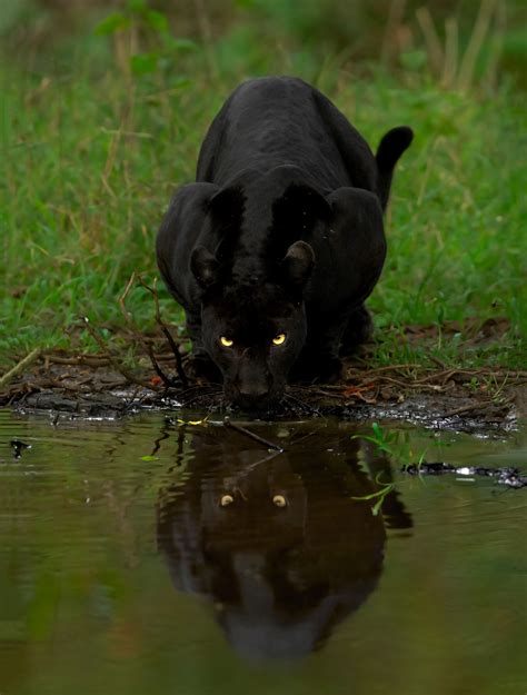 The Real Black Panther An Interview With Wildlife Photographer Mithun