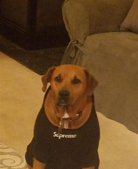 1 Best Usupremedog Images On Pholder Dog Wearing Supreme Hoodie