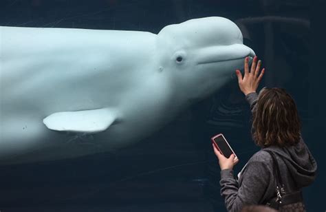 Beluga Whale Dies At Seaworld Orlando Shortly After Birth