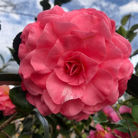 National Plant Network 1 Gallon Pink Camellia Flowering Shrub In Pot